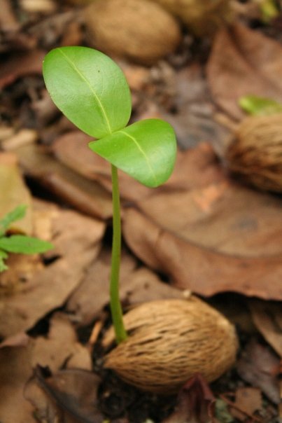 Seedling on the forest floor of Uepi Island, Solomon Islands